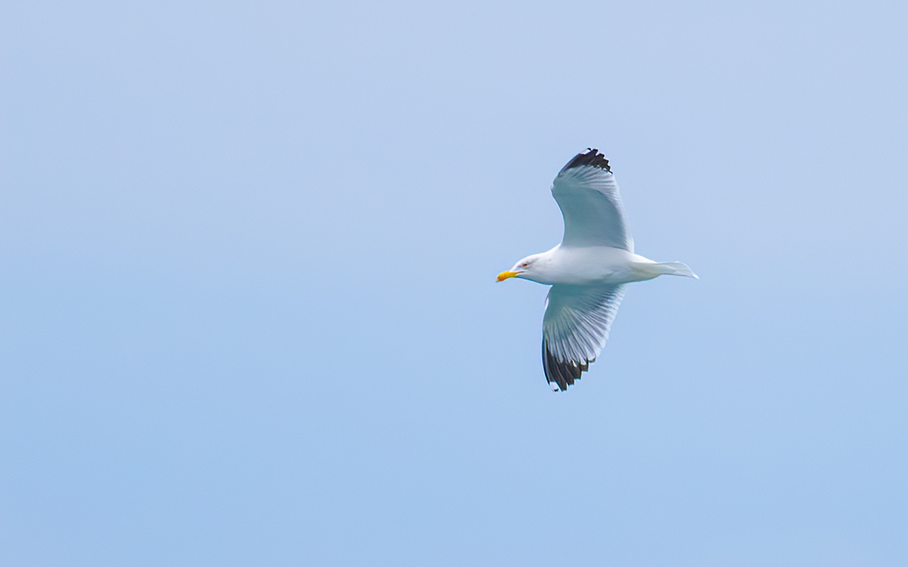 Armenian Gull